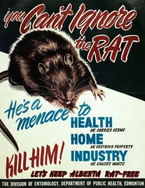 you-cant-ignore-the-rat